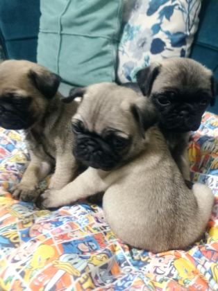 PUG MOPS YAVRULARIMIZ