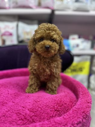 TOY POODLE 5 AYLIK DİŞİ WC EĞİTİMLİ 1KG