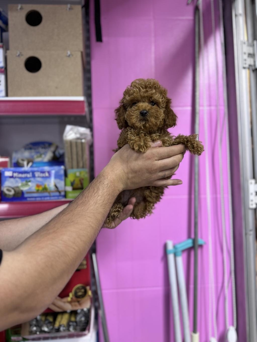 TOY POODLE 5 AYLIK DİŞİ WC EĞİTİMLİ 1KG