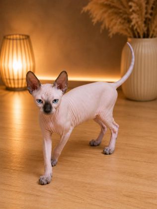 SAFKAN SFENKS (SPHYNX/CANADİAN SPHYNX) YAVRULARI