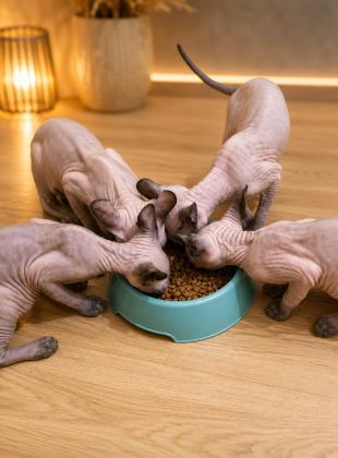 SAFKAN SFENKS (SPHYNX/CANADİAN SPHYNX) YAVRULARI