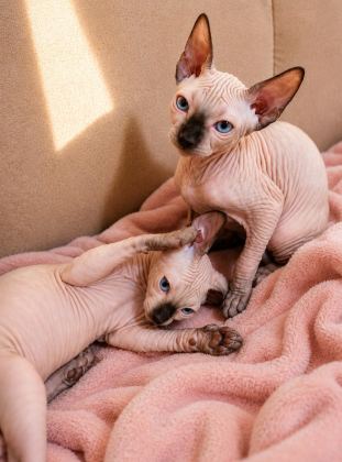 SAFKAN SFENKS (SPHYNX/CANADİAN SPHYNX) YAVRULARI