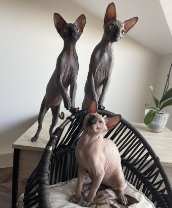 TÜYSÜZ CANADA SPHYNX YAVRU
