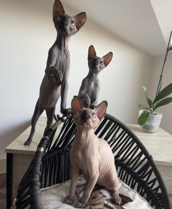 TÜYSÜZ CANADA SPHYNX YAVRU