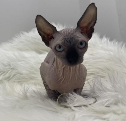 SPHYNX SFENKS YAVRU