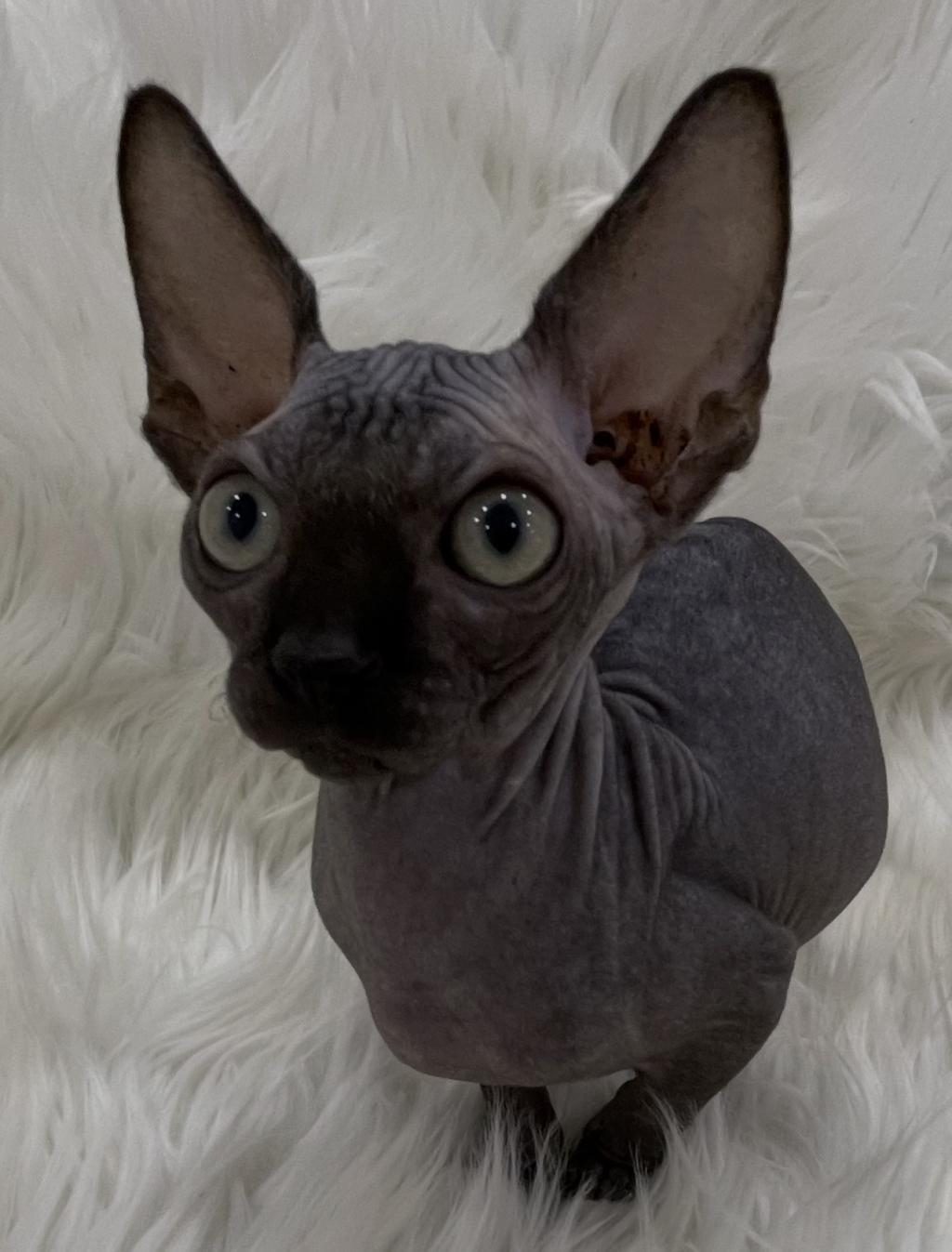 SPHYNX SFENKS YAVRU