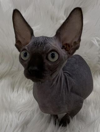 SPHYNX SFENKS YAVRU