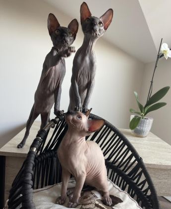 TÜYSÜZ CANADA SPHYNX YAVRU