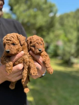 KORE POODLE BEBEKLER