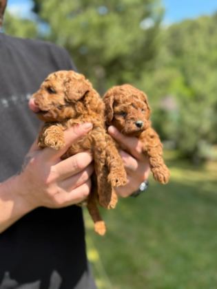 KORE POODLE BEBEKLER