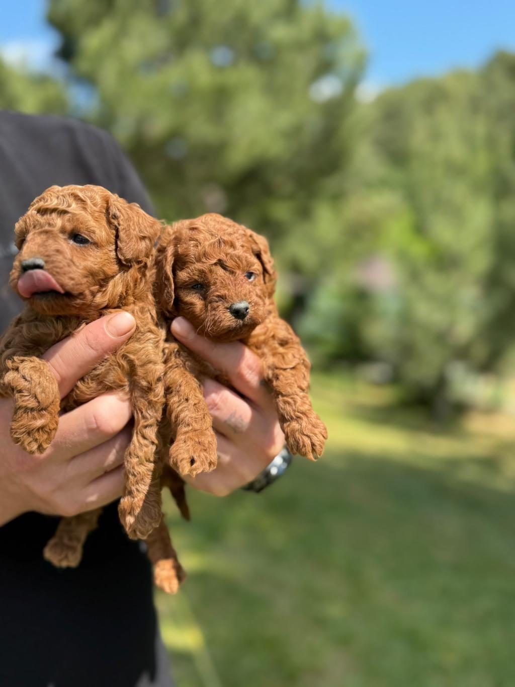 KORE POODLE BEBEKLER
