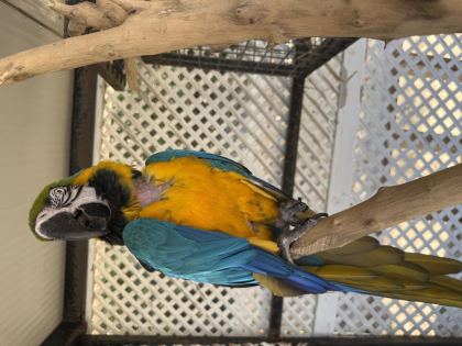 SAHİPLENDİRİLECEK MACAW PAPAĞANI