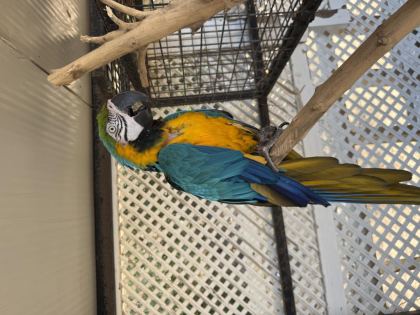 SAHİPLENDİRİLECEK MACAW PAPAĞANI