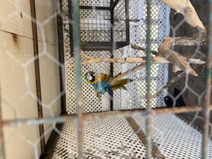 SAHİPLENDİRİLECEK MACAW PAPAĞANI