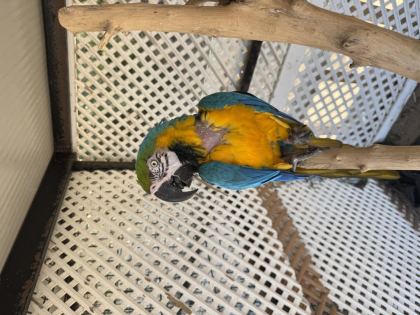 SAHİPLENDİRİLECEK MACAW PAPAĞANI