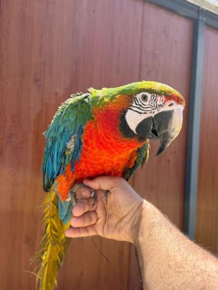 EĞİTİMLİ ARA MACAW PAPAĞANLARIMIZ GÖNDERİM MEVCUT