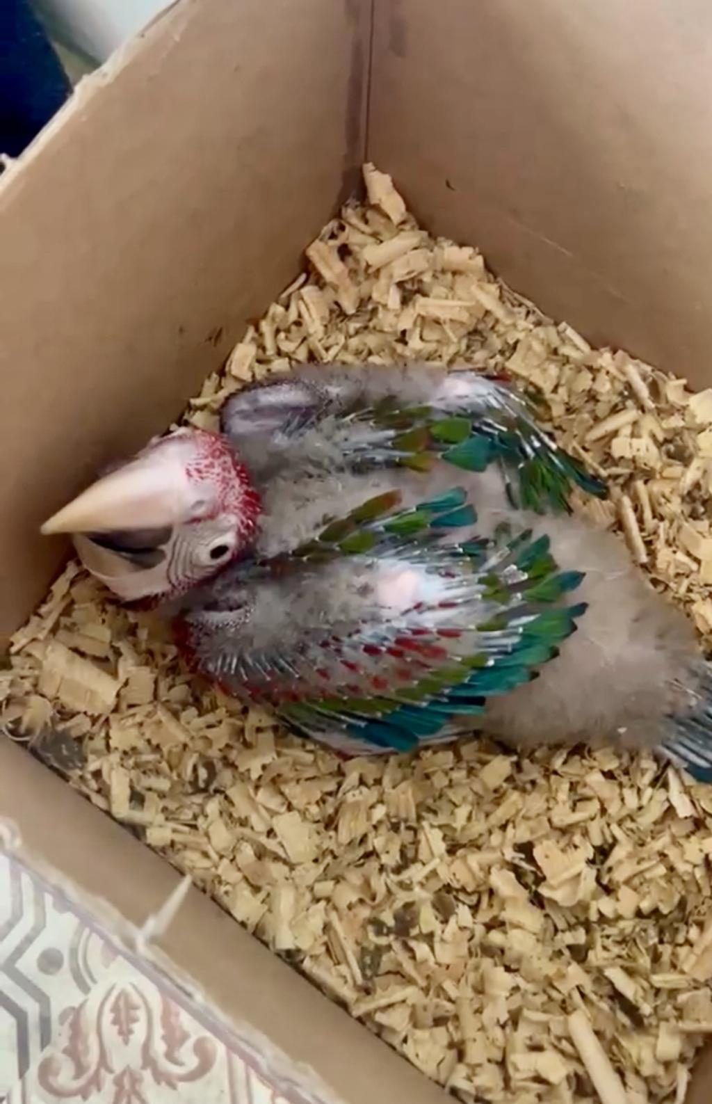 1.5 AYLIK BEBEK KIRMIZI MACAW PAPAĞANI RESMİ BELGELİ