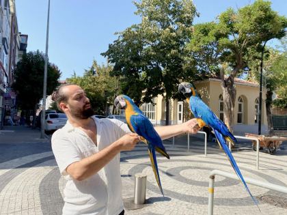 SARI LACİVERT EĞİTİMLİ KONUŞAN EVCİL MACAW PAPAĞANI