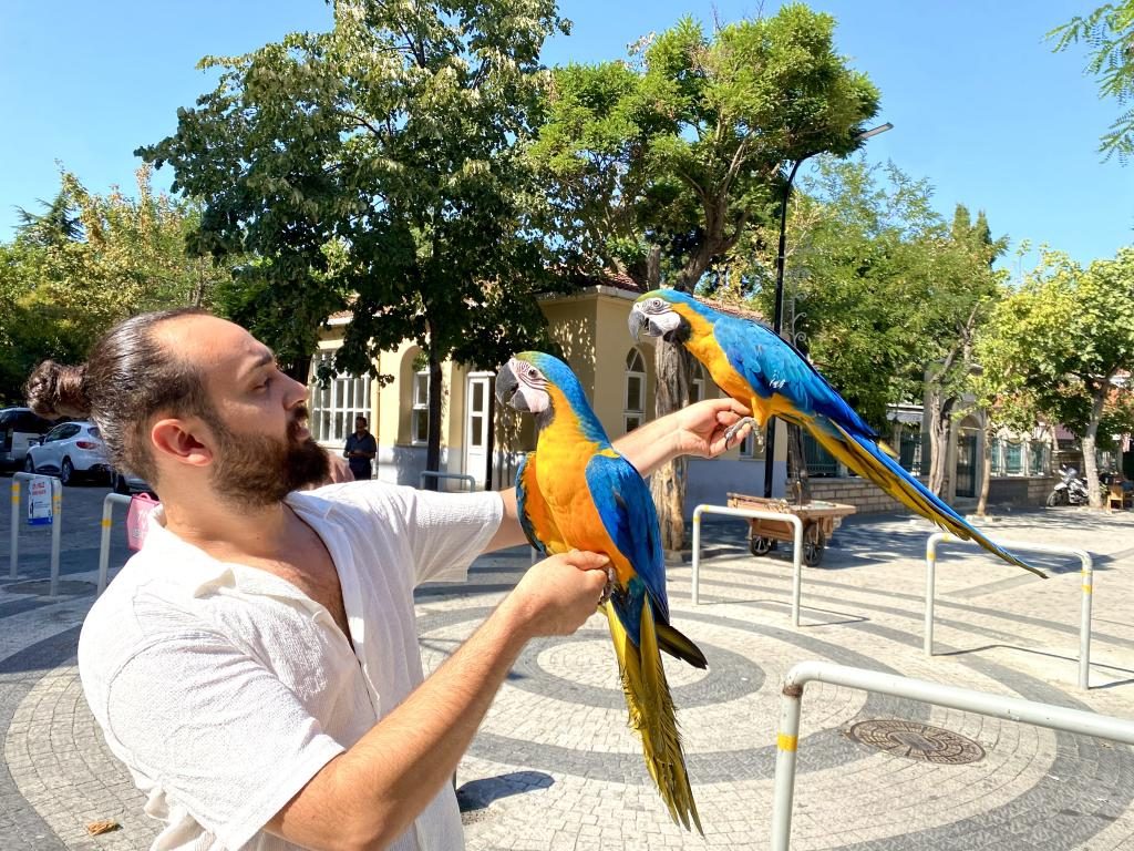 SARI LACİVERT EĞİTİMLİ KONUŞAN EVCİL MACAW PAPAĞANI