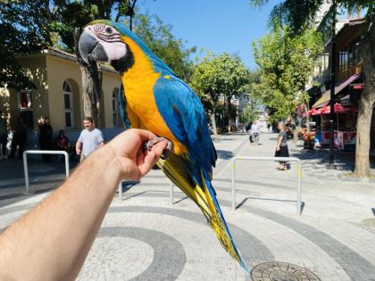 SARI LACİVERT EĞİTİMLİ KONUŞAN EVCİL MACAW PAPAĞANI