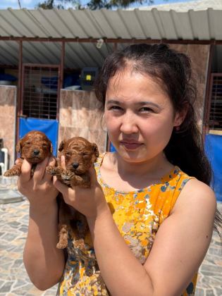 TOY POODLE YAVRULARIMIZ