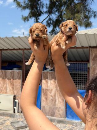 TOY POODLE CİNSİ YAVRULARIMIZ