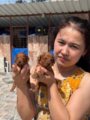 TOY POODLE CİNSİ YAVRULARIMIZ