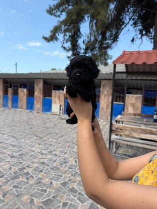 MALTİPOO YAVRUSU KÖPEKLERİMİZ