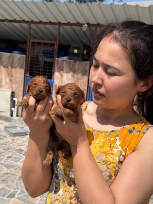 TOY POODLE YAVRULARIMIZ