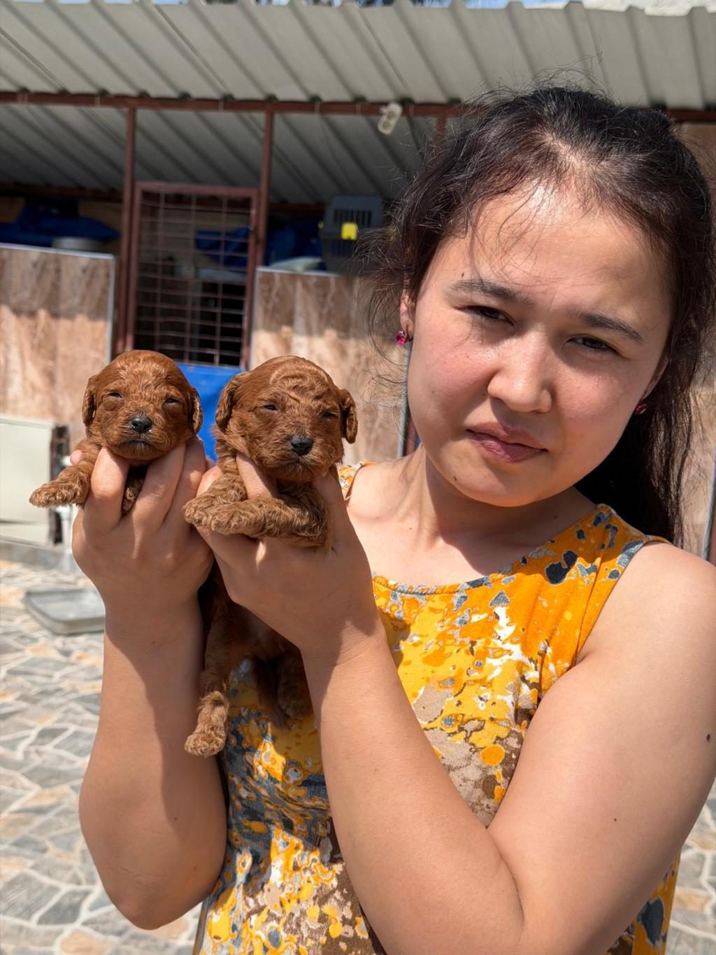 TOY POODLE CİNSİ YAVRULARIMIZ