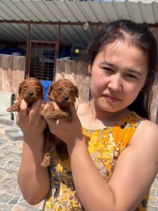 TOY POODLE CİNSİ YAVRULARIMIZ