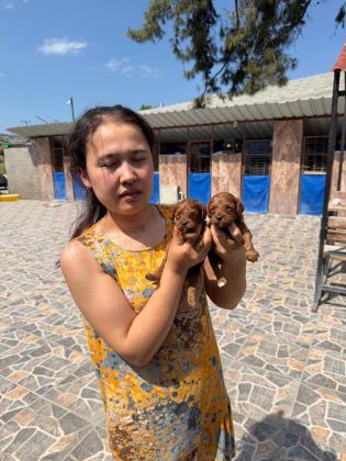MALTİPOO KÖPEĞİ YAVRULARIMIZ