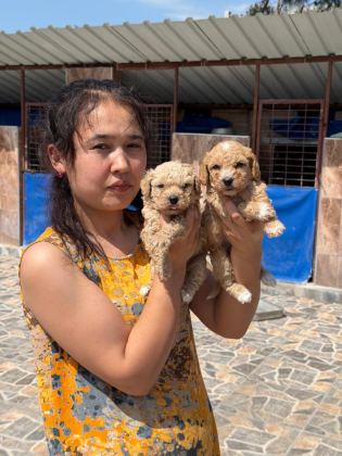 MALTİPOO YAVRUSU KÖPEKLERİMİZ