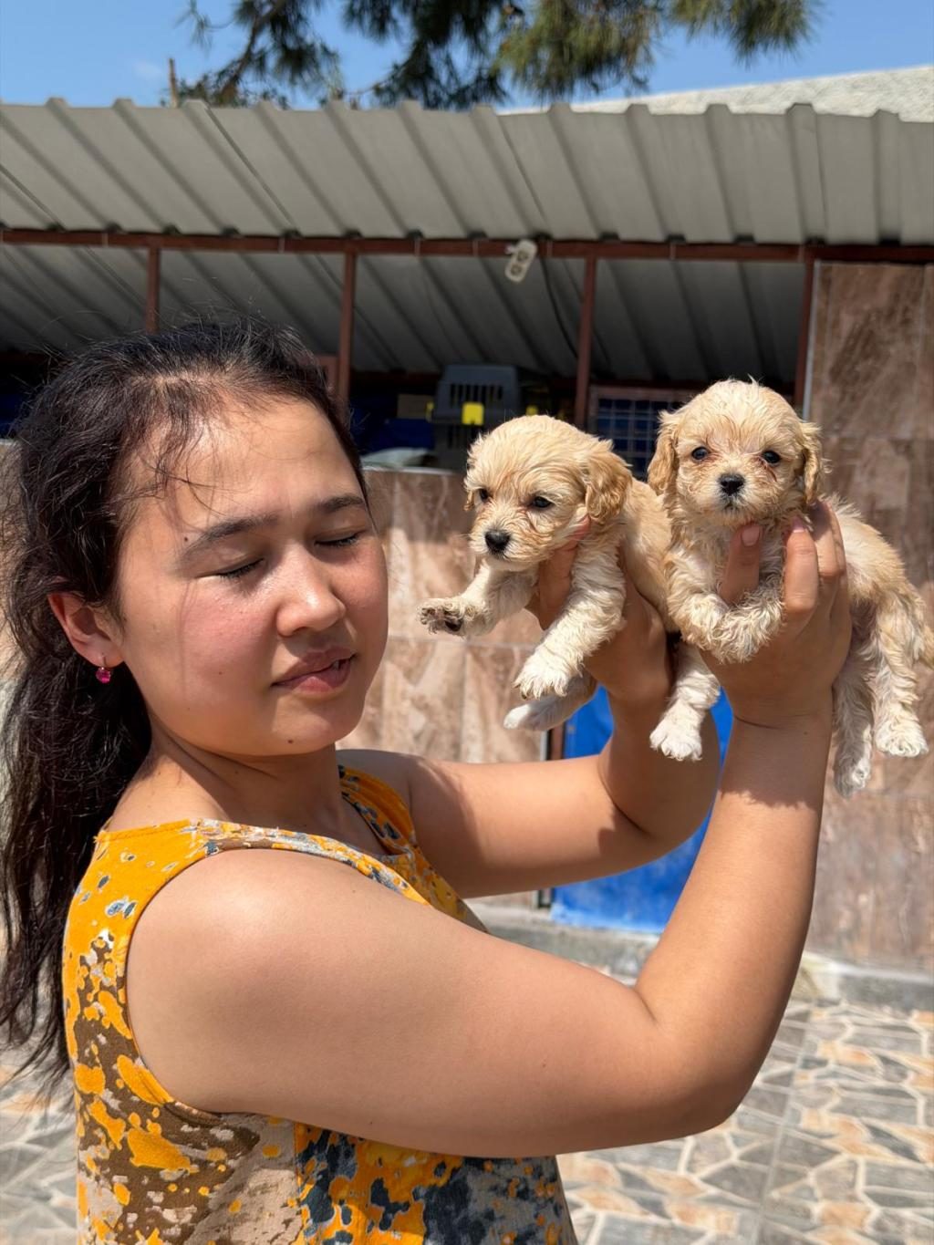 MALTİPOO KÖPEĞİ YAVRULARIMIZ