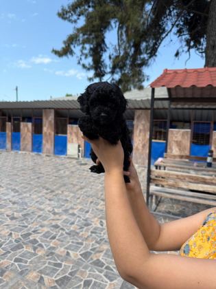 MALTİPOO YAVRUSU KÖPEKLERİMİZ