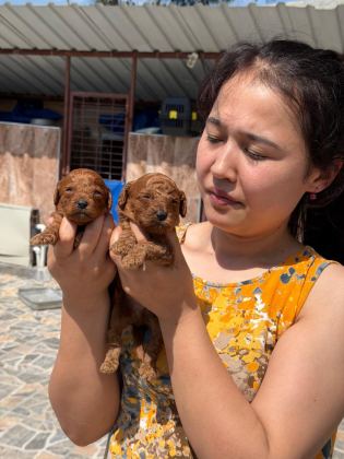 TOY POODLE YAVRULARIMIZ