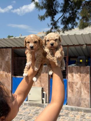 TOY POODLE CİNSİ YAVRULARIMIZ