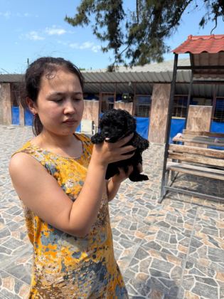 TOY POODLE CİNSİ YAVRULARIMIZ