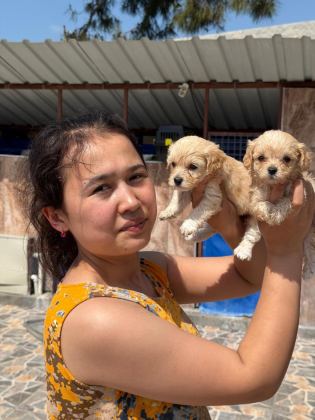 MALTİPOO YAVRUSU KÖPEKLERİMİZ