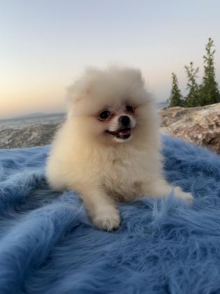 POMERANİAN BOO TEDDY FACE