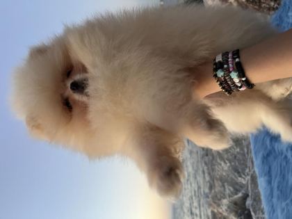POMERANİAN BOO TEDDY FACE