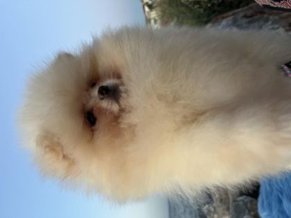 POMERANİAN BOO TEDDY FACE