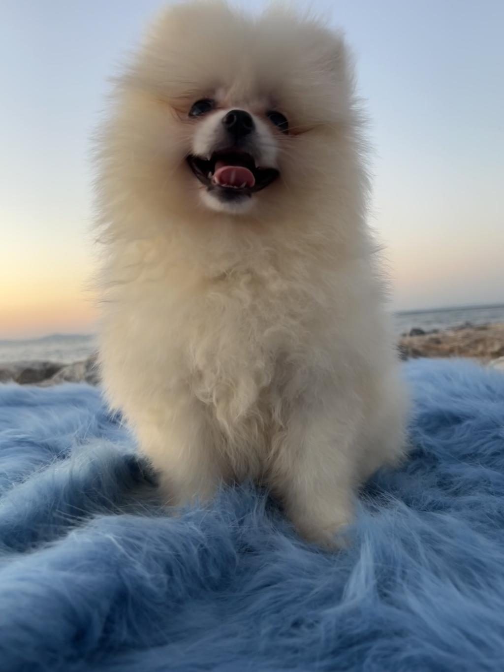POMERANİAN BOO TEDDY FACE