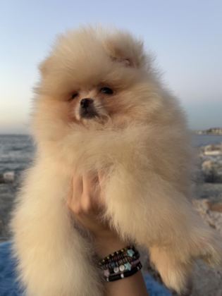 POMERANİAN BOO TEDDY FACE
