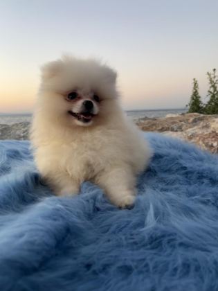 POMERANİAN BOO TEDDY FACE