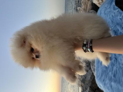 POMERANİAN BOO TEDDY FACE