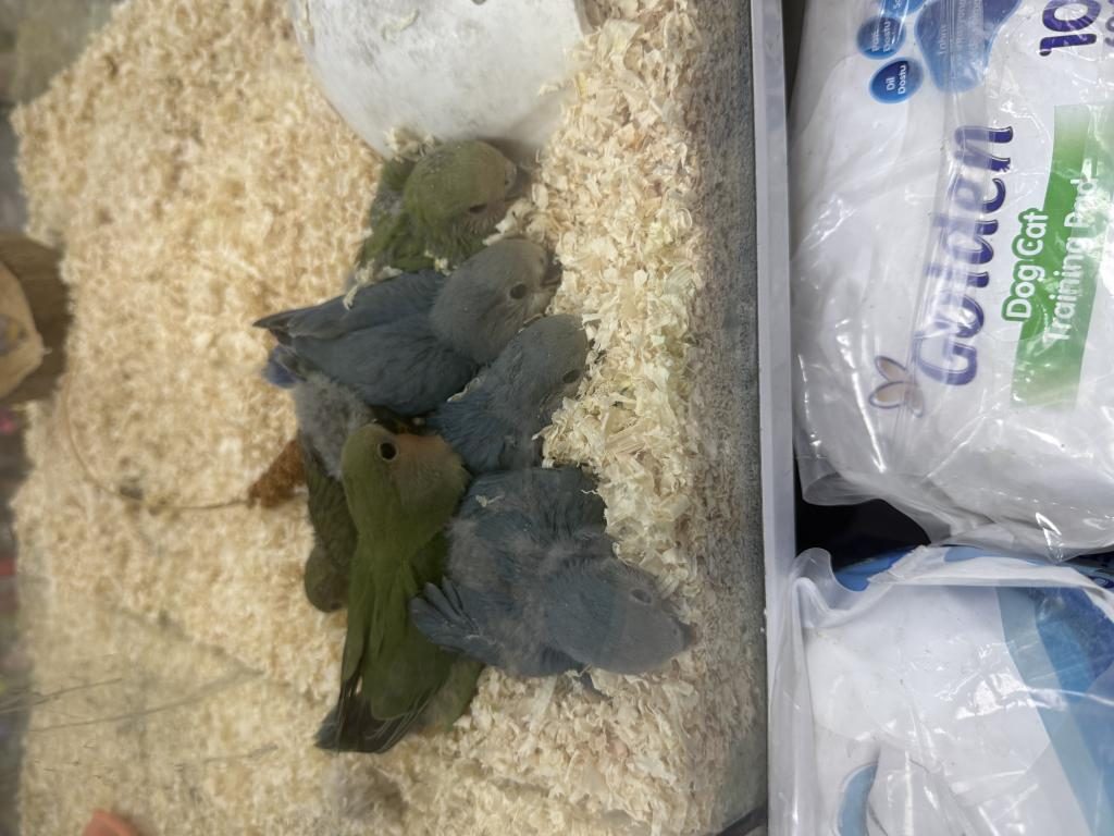 EL BESLEME SEVDA PAPAĞANLARI