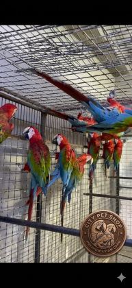 ÇİPLİ BELGELİ SARI VE KIRMIZI MACAWLAR