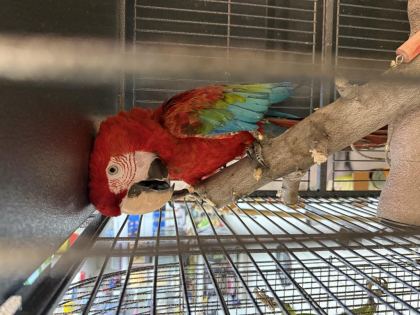 BELGELİ ÇİPLİ ARA MACAW PAPAĞANI CİTYPETSHOP