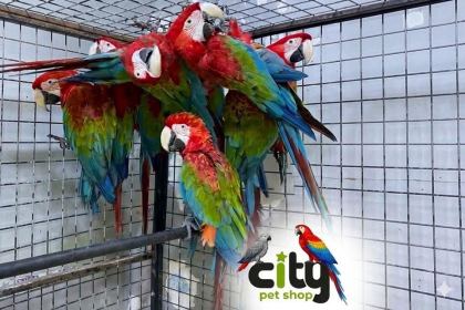 ÇİPLİ BELGELİ SARI VE KIRMIZI MACAWLAR